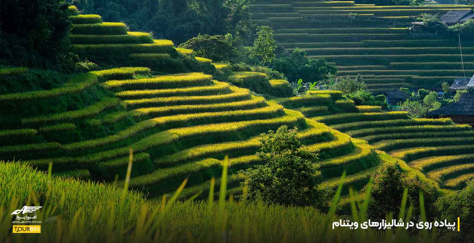 پیاده روی در شالیزارهای ویتنام